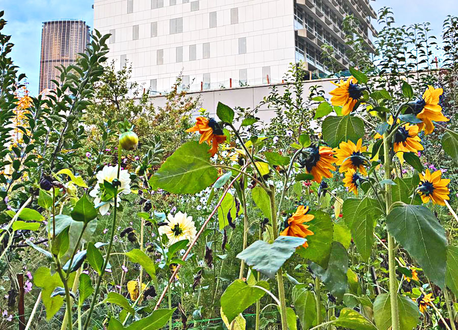 Jardin du campus Necker